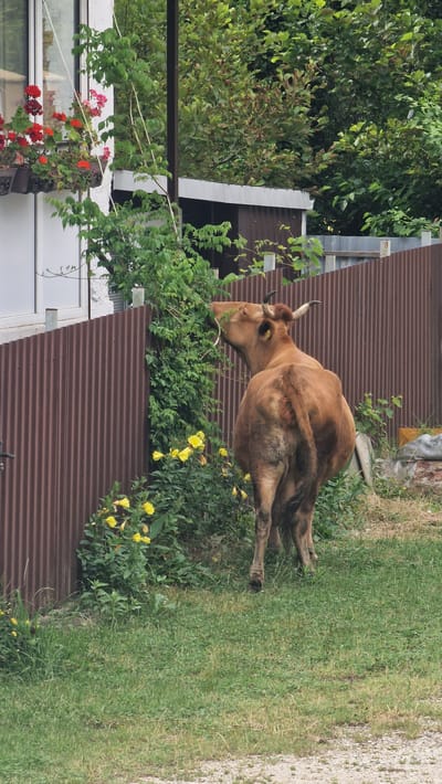 A brown cow is eating from a leafy vine growing against a corrugated brown metal fence. The cow is facing away from the viewer, with its head turned to the left to reach the vegetation. Yellow flowers are visible at the base of the vine, along with green grass. To the left of the fence is a white building with a window box containing red and pink flowers. In the background, trees and a section of another building are visible. The scene appears to be in a rural or semi-rural setting. The location is Verkhovskoye, Russia.