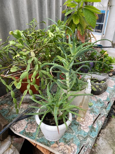 A close-up, eye-level shot captures a collection of potted plants on a table covered with a patterned cloth. In the foreground, a small aloe vera plant in a white pot stands prominently. Behind it, a larger aloe vera plant with thick, segmented leaves is visible. To the left, a Christmas cactus with numerous flat, green stems hangs over its pot. In the background, another plant with large, green leaves, some of which show signs of browning, is partially obscured. A clear plastic spray bottle with a white nozzle rests on the table, positioned between the plants. Behind the plants, a grey, corrugated surface, possibly a wall or fence, forms the backdrop. The overall environment suggests an outdoor setting, possibly a backyard or a balcony, in the city of Zybyns'ke rural hromada, Ukraine.