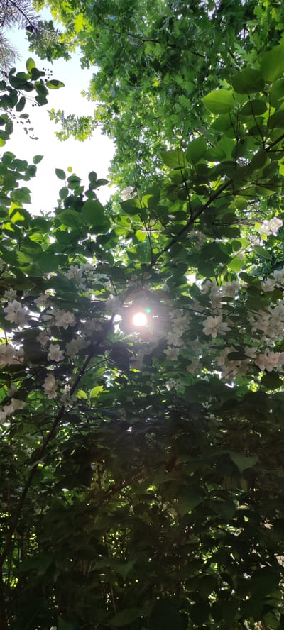 The image, taken in Rosinka, Russia, depicts a low-angle view looking up through dense green foliage and white blossoms towards a bright sun. Sunlight is filtering through the leaves and flowers, creating a lens flare in the center of the image. The leaves are lush and varied in shape, some appearing to belong to a broadleaf tree, while others are thinner, possibly from a pine. The white flowers are clustered and delicate. The overall impression is of a sun-dappled scene within a natural, possibly garden or park, setting. There are no people or animals visible in the image.