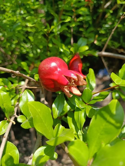 A close-up shot captures a developing pomegranate fruit on a branch. The fruit, a vibrant red, is partially open, revealing its inner seeds. Lush green leaves surround the fruit, with some leaves in sharp focus and others blurred in the background, creating a shallow depth of field. The sunlight casts dappled shadows across the scene, highlighting the textures of the leaves and the fruit's glossy surface. The overall setting appears to be an outdoor environment, likely a garden or natural setting, bathed in bright daylight. The image does not depict the city of Korotnoye, Moldova.