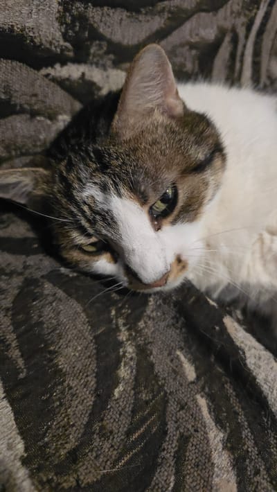 A close-up, low-angle, vertical shot captures a tabby cat lying down on a textured, dark gray and black patterned surface. The cat's head is turned to the right, with its body extending out of the frame to the right. The cat has white fur on its face and chest, with brown and gray tabby markings on its head and back. Its eyes are partially closed and appear to be green. The background is a blurry, dark gray and black striped fabric. The lighting appears to be dim, possibly artificial, casting shadows on the cat and its surroundings.