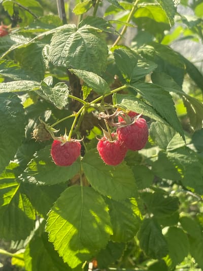This is a close-up photograph of a raspberry bush with several ripe raspberries visible. The raspberries are a deep red color and are clustered on branches surrounded by green leaves. One unripe, green raspberry is also visible. The lighting suggests it is daytime, with sunlight illuminating the leaves and berries. The photograph was taken in Kobeliaky, Ukraine.