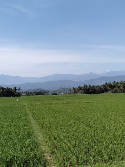 This image depicts a wide-angle view of a rural landscape in Lhokkulam, Indonesia, under clear conditions. The foreground and midground are dominated by expansive, vibrant green rice paddies, densely planted and partially submerged in water. A narrow, unpaved path or demarcation line is visible extending into the field from the lower left. Several small, white rectangular markers or flags are sparsely distributed within the rice fields in the mid-distance. The horizon features a prominent line of dark green palm trees and other foliage, indicating a treeline or settlement edge, with hints of structures visible behind them. In the background, a series of undulating mountains, rendered in varying shades of blue due to atmospheric perspective, stretch across the entire width of the frame. The sky above is a clear, light blue with minimal, wispy white cloud formations. No individuals or active subjects are present.