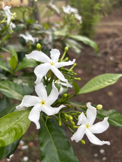 The image shows a close-up view of a cluster of white crape jasmine flowers (Tabernaemontana divaricata) with green leaves and unopened buds. The flowers are in sharp focus. The background is blurred, suggesting a natural setting. The image has no people or actions. The environment is outdoors in the city of Cutneuheun, Indonesia.