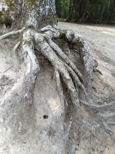 The image shows the exposed, gnarled roots of a large tree, likely an oak or similar species, emerging from dry, sandy soil. The roots are thick and twisted, covered in patches of grey and green moss and lichen, indicating age and exposure. The texture of the roots is rough and fissured. The soil itself appears dry and compacted, with some small debris and pebbles visible. In the background, a dirt path or road is visible, leading into a wooded area. The trees in the background are tall and slender, with dark foliage, suggesting a forest or parkland environment. The lighting suggests it is daytime, with shadows cast by the roots. There are no people or animals present in the image, and no discernible man-made structures other than the path. The scene is static and natural.
While the image depicts a natural setting, it is not possible to determine the specific location within the city of Évreux, France, based solely on the visual information provided. The scene is generic to many wooded or park areas.