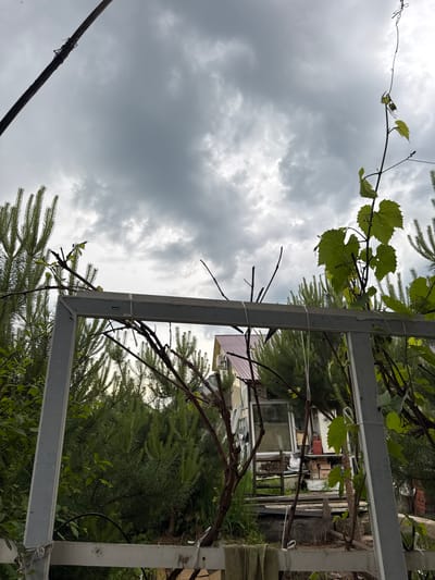 This is a medium-angle, full-shot photograph of a backyard in Ptichnik, Russia. The scene is dominated by a gray, overcast sky with dramatic clouds. In the foreground, a light gray metal frame bisects the image horizontally. Several bare, dark brown branches and a green grape vine with leaves are growing around and through the frame. To the left and behind the frame, lush green coniferous trees are visible. In the middle ground, a light-colored building with a reddish-brown roof is partially obscured by the trees and foliage. The building appears to be a small house or shed with windows and some visible stored items outside. The ground is covered with grass and some wooden planks. The overall atmosphere is somber due to the cloudy sky, suggesting a potential for rain. There are no people or animals visible in the image.