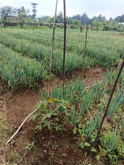A vast field of green onions extends into the distance, arranged in neat rows. Scattered wooden poles stand among the onions, possibly used for support. A small cassava plant grows in the foreground, and a white plastic pipe lays on the ground near it. In the background, a pergola-like structure is seen near a treeline under a cloudy sky.