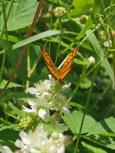 An orange butterfly with black markings is perched on a cluster of white flowers. The butterfly's wings are spread open, revealing intricate patterns. The flowers have delicate petals and numerous stamens. Surrounding the flowers is lush green foliage, including tall grasses and leaves. The scene is set in a natural, outdoor environment, likely a meadow or garden, in Tazha, Bulgaria. The lighting suggests a sunny day, with the sunlight illuminating the butterfly and flowers. There are no people visible in the image.