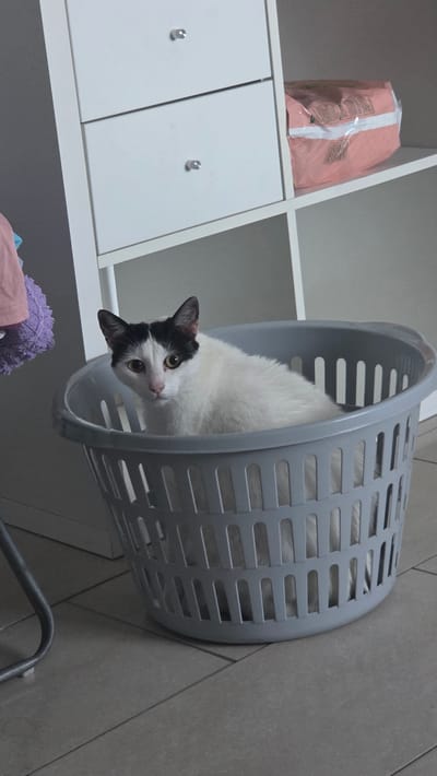In the city of Guía de Isora, Spain, a black and white cat is sitting in a gray laundry basket. The cat is facing forward, with its body partially obscured by the basket's rim. The basket is made of plastic and has a perforated design. Behind the basket, a white dresser with two drawers is visible. A pink package is placed on one of the shelves of the dresser. To the left of the dresser, a metallic stool or chair leg is present, and a purple object resembling a bath sponge or brush is hanging. The flooring appears to be tiled.