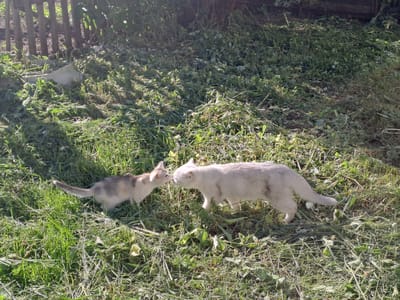 An outdoor, sunlit scene in Polianki, Russia, captures an intimate moment between two cats in a grassy area. The central subjects are an adult cat and a kitten, both standing with their noses nearly touching, suggesting a greeting, sniffing, or affectionate interaction.
The adult cat, positioned on the right, is largely white or a very light cream/grey color. The smaller kitten, on the left, displays a fawn or light tabby pattern with white markings. Both felines are standing on ground covered densely with green grass and an abundance of freshly cut vegetation, likely weeds or plant trimmings, suggesting recent gardening activity.
In the background, a rustic wooden fence with vertical slats is visible, partially obscured by darker green foliage. Some light-colored debris, possibly concrete fragments or rocks, is scattered near the base of the fence amidst the greenery. The scene is brightly illuminated by natural sunlight, casting distinct shadows and highlighting the cats' fur, indicating a clear, sunny day, likely during the late morning or early afternoon. The interaction between the two cats appears curious and gentle. There is no visible text in the image.