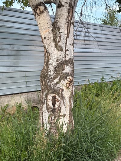 The image shows the trunk of a birch tree with distinctive white bark and dark markings. The tree has a large knot or hollow on its trunk. It is situated in front of a corrugated metal fence that stretches horizontally across the background. Green grass and some weeds grow around the base of the tree and in front of the fence. The sky is visible in the upper portion of the image, with some branches and leaves from the tree extending upwards. The scene appears to be outdoors, likely in a yard or along a property line in the city of Chigiri, Russia. There are no people or animals visible in the frame.