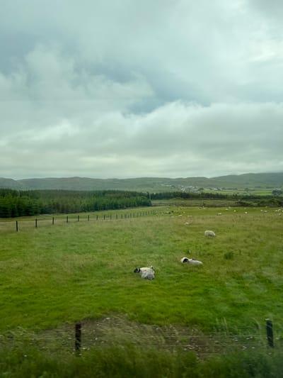 The image depicts a pastoral scene in the countryside, likely near Fanmore, Ireland, under an overcast sky. A lush green field occupies the foreground and middle ground, dotted with several sheep. Some sheep are grazing, while others are lying down. A dark fence line runs horizontally across the middle of the image, separating the field into two sections. Behind the field, a dense forest of dark green trees stretches across the landscape. In the distance, rolling hills are visible, topped with a few scattered buildings, suggesting a small village or settlement. The overall impression is one of a peaceful, rural environment, typical of the Irish landscape.