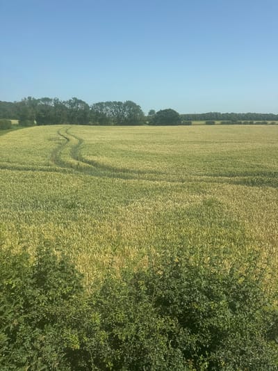 This media file is a photograph of a rural landscape. The dominant subjects are a field of crops, likely wheat or barley due to its golden-yellow hue, and a dense line of trees bordering the field. The field displays a visible track or path winding through it, suggesting human activity. The scene is set against a clear, bright blue sky, indicating a sunny day, likely during daylight hours. The lush green of the trees and the ripening crops suggest it is summer or late spring. To the right of the frame, there is a thick hedge or shrubbery, further emphasizing the natural, rural setting. There is no visible text within the image. The overall impression is one of a peaceful, natural environment under fair weather conditions. The perspective is from a slightly elevated viewpoint, looking across the field and towards the treeline.