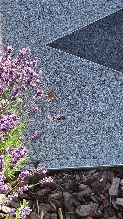 A hummingbird-like moth hovers in front of lavender flowers in Ottonville, France. The moth, with its wings blurred by motion, appears to be feeding on the nectar of the purple blossoms. Behind the flowers, a textured wall of small, gray pebbles is visible, punctuated by a dark, triangular geometric design. The ground below the lavender is covered with a layer of mulch.