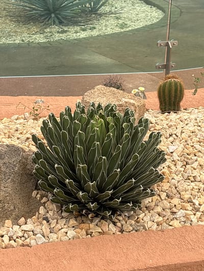 The image shows a close-up of desert flora in Tehuixtla, Mexico. A large, symmetrical agave plant with dark green leaves edged with white stripes dominates the center, surrounded by small, light-colored gravel. Adjacent to the agave are several rocks of varying sizes. In the background, other cacti are visible. One is cylindrical and ribbed, another is smaller and spiky. The plants are positioned near a glass barrier. An orange painted wall is visible in the right side of the frame.