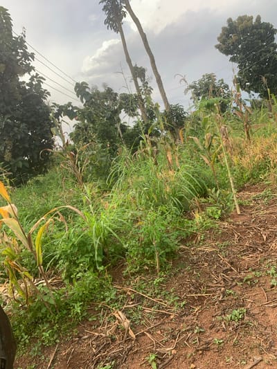 The image depicts an outdoor scene in Gidan Jatau, Nigeria, characterized by a mix of cultivated and wild vegetation under an overcast sky. The foreground and mid-ground consist of reddish-brown earth interspersed with dry organic debris and green groundcover. Dominant vegetation includes numerous stalks of what appear to be maize (corn) plants in various stages of maturity, with some leaves showing yellowing. These are intermingled with tall, dense green grasses and other smaller green plants. In the background, a thick layer of diverse green trees and shrubs forms a dense canopy. Two prominent, slender tree trunks rise vertically in the mid-ground. Electrical power lines, appearing as multiple black horizontal cables, are visible in the upper-left and mid-left portions of the frame. The sky is partially cloudy, displaying white and grey cloud formations. No individuals, actions, or specific interactions are visible within the scene.