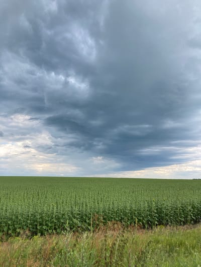 The image depicts a vast, uniform field of young sunflowers in the city of Skorykivka, Ukraine. The plants are densely packed, with tall, green stalks and large leaves, creating a sea of vibrant green that stretches to the horizon. A thin strip of dry grass and weeds runs along the bottom of the frame, bordering the field. Above the field, a dramatic sky is filled with dark, heavy storm clouds that create a sense of foreboding. The clouds are textured and varied in their gray tones, with hints of lighter sky peeking through in the distance, suggesting a storm is either approaching or has just passed. There are no people or animals visible in the image. The scene is one of nature's vastness, dominated by the scale of the sunflower field and the imposing presence of the storm clouds.