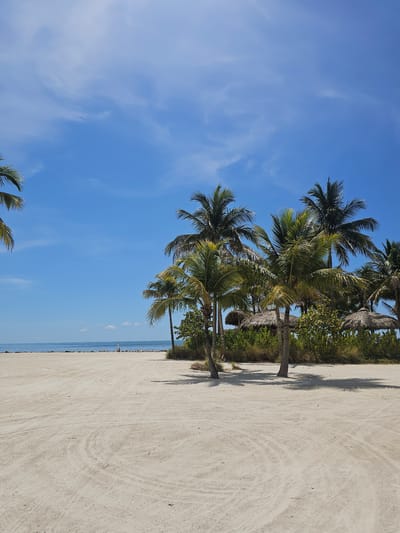The image depicts a sandy beach in Islamorada, Florida, United States of America. The foreground is dominated by a wide expanse of light-colored sand with subtle tire tracks indicating recent vehicle or equipment passage. In the midground, several palm trees stand, their fronds casting shadows on the sand. Behind the palm trees, there are thatched-roof cabanas and dense green foliage. The background features the calm, blue ocean meeting a clear sky with scattered wispy clouds. A low stone barrier separates the sand from the water, and a white post or marker is visible near the water's edge. No people are clearly visible in the frame.