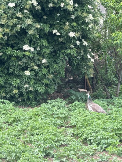 The image displays a vibrant, lush outdoor scene dominated by dense green vegetation, with a peafowl as a prominent subject. The photograph appears to have been taken during the daytime under diffused lighting conditions, suggesting either an overcast sky or filtered sunlight.
On the left side of the frame, a large bush or tree is abundant with clusters of small, white flowers, possibly elderflowers. Its dark green leaves provide a strong contrast to the bright blooms. Towards the center and right, the foliage becomes a deeper green, while further right and slightly in the foreground, there is an extensive patch of lighter green, smaller-leaved plants, likely ground cover or low-growing vegetation.
A peafowl, specifically appearing to be a peahen given its muted coloration and lack of elaborate tail feathers, is partially visible on the right side of the image. Its head, featuring a distinctive iridescent blue-green neck, and part of its mottled brown and white body are discernible amidst the green backdrop. The bird is looking towards the left, seemingly observing or interacting with its environment. In the background, behind the peafowl and the flowering bush, darker green trees and a subtle hint of a wooden structure or fence can be observed.
The scene depicts a natural or garden setting, consistent with the location context of Osenets, Bulgaria. There is no visible text in the image.