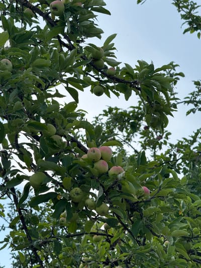 This is a vertical, medium shot photograph of an apple tree laden with unripe apples in Radanovići, Montenegro. The branches of the tree are dark brown and rough, covered in lush green leaves. Many green apples, some with a blush of pink or red, are visible amongst the foliage. The sky, a pale blue, is visible through the branches and leaves, suggesting an overcast or hazy day. The image appears to be taken from below, looking up into the tree. There are no people or animals present in the frame.