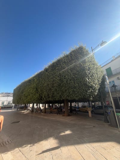 In Alberobello, Italy, on a bright, sunny day, a row of precisely trimmed trees with triangular canopies dominates a paved public square. The trees are densely foliated and form a continuous green wall, casting shadows on the stone pavement. Underneath the trees, benches are placed, and several people are seated, some conversing or relaxing. A person's back is visible in the lower left corner, facing away from the camera. In the background, white buildings with architectural details like balconies and windows line the square, and a street lamp with a round fixture is visible on the right side of the frame. Cars are parked along the street adjacent to the square. The sky is clear and a vibrant blue.