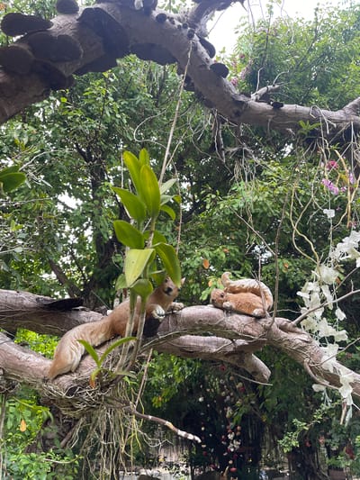 An upward-angled view captures a large, gnarled tree trunk covered in lush green foliage and various epiphytic plants. Two squirrel figurines are prominently featured on the tree: one is positioned higher up, hanging upside down, while the other is lower down, partially obscured by green leaves. Both figurines are light brown and beige, with white paws, and appear to be climbing or clinging to the bark.
The tree itself has rough, textured bark and supports numerous orchids and vines, some displaying white and pinkish-purple blossoms. Dense green leaves form a canopy in the background, with patches of bright, diffused sky visible through the branches, suggesting a daytime setting. In the deeper background, particularly on the right side, there are hints of a structure or wall adorned with many small, colorful, artificial flowers or pom-poms, indicating a decorative garden or landscaped area rather than a wild forest. The scene evokes a tropical environment, consistent with its location in Nam Nha Trang, Vietnam. No specific human activity or visible text is present.
