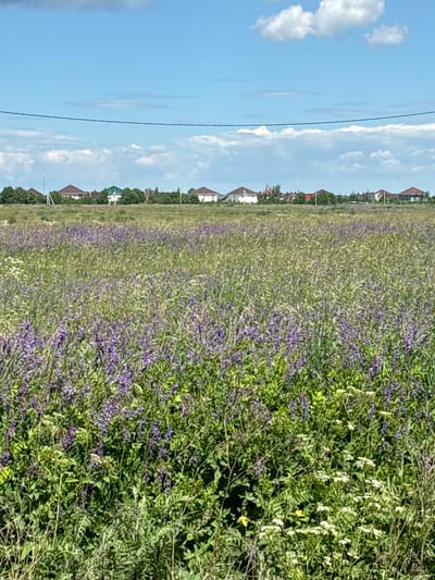 An outdoor, eye-level, full shot captures a rural landscape in Mar'ino, Russia. A vast field of lush green grass and small purple wildflowers dominates the foreground, with a row of trees and several houses visible in the distance under a bright blue sky dotted with white clouds. A power line stretches horizontally across the sky.