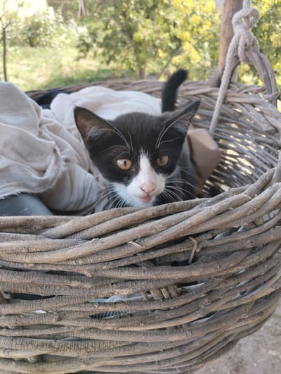 In Yangibazar, Uzbekistan, a black and white kitten is perched within a rustic, woven basket. The kitten, with bright yellow eyes and a pink nose, gazes directly at the camera. It is partially nestled amongst light-colored fabric within the basket. The basket itself is made of thick, gnarled branches, and is suspended by a sturdy rope. The background is softly blurred, revealing hints of green foliage and trees, suggesting an outdoor setting. The lighting indicates it is daytime.