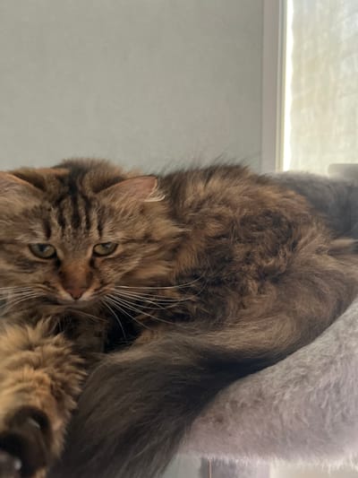A brown tabby cat with green eyes is resting on a plush gray surface. The cat's fur is long and fluffy, with dark stripes on its head and body. Its ears are pointed, and its whiskers are long and white. The cat is looking down with a slightly serious expression. In the background, a window with blinds is visible, letting in natural light. The scene appears to be indoors, possibly in a home. There is no information in the image that allows for the determination of its location in the city of Asipovichy, Belarus.