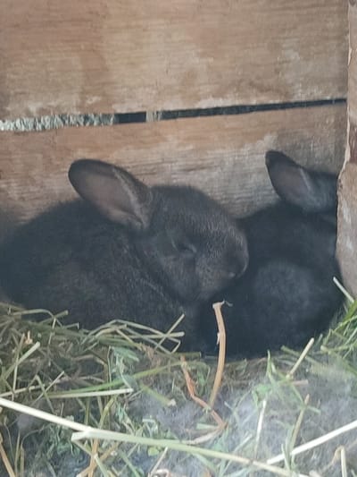 Two black baby rabbits are nestled in dry grass and straw inside a wooden enclosure. One rabbit is in the foreground, facing left with its eyes closed, while the other rabbit is behind it, partially visible. The enclosure appears rustic, with rough wooden planks forming the walls. The lighting is dim, suggesting an indoor or shaded outdoor setting. The rabbits appear to be sleeping or resting. There is no indication of the specific location within Velykyi Zhytyn, Ukraine, other than that the scene is situated there.
