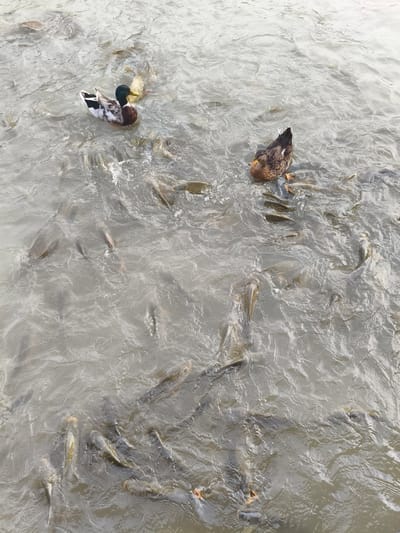 This media file depicts a murky body of water teeming with numerous fish, with two ducks swimming amongst them. The scene is likely outdoors, given the natural setting of water and aquatic life. One duck is a mallard with distinctive green and brown plumage, while the other appears to be a female mallard or a similar species, predominantly brown. The fish are densely packed, indicating a feeding frenzy or a crowded environment. Their silvery scales are visible beneath the water's surface, and many appear to be actively swimming and interacting with the ducks. The water is cloudy, suggesting it might be a river, pond, or lake. The lighting suggests it is daytime, with no harsh shadows indicating direct sunlight. The overall impression is one of natural abundance and a lively aquatic ecosystem. No text is visible in the image.