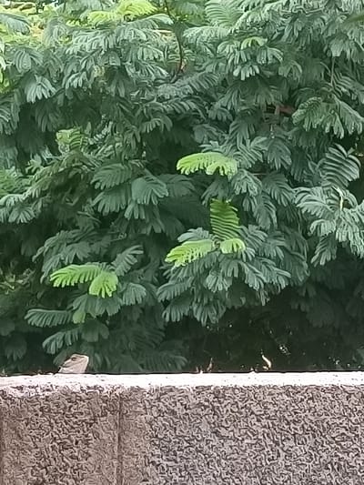 A lizard is perched on a textured, light-colored wall, peeking out from behind lush green foliage. The lizard's head and part of its body are visible, with its gaze directed slightly to the left. The background is dominated by dense, dark green leaves and branches of a tree. The wall appears to be made of concrete with a rough, speckled surface. The scene suggests an outdoor environment, possibly a garden or park, in Umerkhanguda, India.