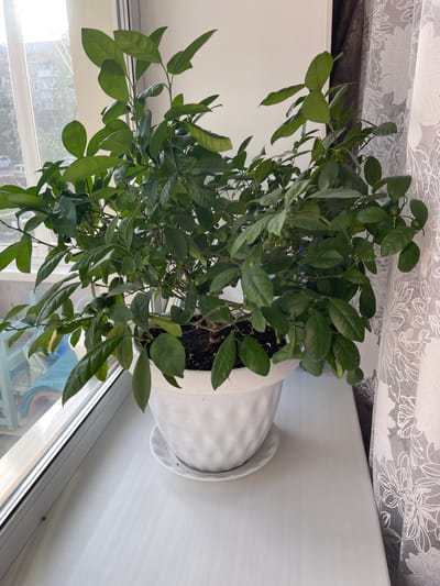 An indoor potted plant, likely a citrus tree, with lush green leaves and several small green fruits, sits on a white windowsill. The plant is in a white, textured pot with a matching saucer. To the left, a window shows a blurred view of buildings and a street, suggesting an urban setting. To the right, a sheer white curtain with a floral pattern hangs. The image is taken from a medium shot, focusing on the plant and its immediate surroundings. The overall lighting is natural, coming from the window, creating a bright and airy atmosphere. This scene could be located in Magdagachi, Russia, as indicated by the provided context.