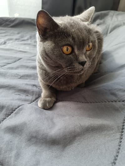 A grey British Shorthair cat with striking amber eyes is captured in a close-up shot, resting on a grey quilted surface, likely a bed or sofa. The cat is positioned in the lower right quadrant of the frame, with its head turned to the right, gazing intently off-camera. Its fur is a uniform grey with subtle tabby markings visible on its face and ears. The textured grey fabric beneath the cat features diamond-shaped quilting with visible stitching.
The lighting suggests it is daytime, possibly indoors near a window, as indicated by the soft, diffused light illuminating the cat and the background. The background is out of focus, showing a lighter grey area that could be a window or sheer curtains, and a darker, indistinct area, possibly furniture. There is no visible text in the image. The overall mood is calm and observant, highlighting the cat's alert yet relaxed posture. The setting is domestic, comfortable, and indoor. The image focuses on the cat's expressive eyes and the soft texture of its fur against the quilted fabric.