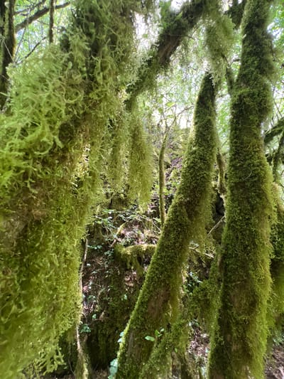 The image shows a close-up view of moss-covered tree branches, taken from a low angle looking upwards. The dense moss obscures the tree bark and creates a textured, green canopy. Some sunlight filters through the branches and illuminates the moss. In the background, there is a glimpse of vegetation and other trees. The location is likely in Liješnje, Montenegro, given the prompt. No people or animals are visible.