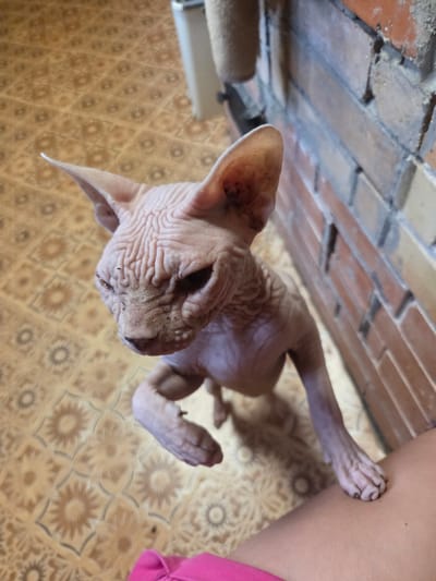 In the city of Восход Снт (фролово), Russia, a hairless Sphynx cat is standing on its hind legs, with its front paws resting on a person's leg. The cat is light pink and has prominent wrinkles on its head and body. Its eyes are dark and appear to be looking upwards. The cat's ears are large and pointed. The cat is in a room with a tiled floor that has a floral pattern in shades of brown and beige. To the right of the cat, a brick wall is visible, constructed from rough, reddish-brown bricks. Part of a pink garment, possibly clothing, is visible in the foreground, suggesting the presence of a person in the scene. The lighting appears to be natural or from an overhead source, casting shadows on the floor.
