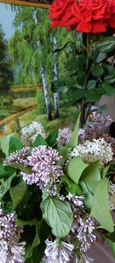 A close-up shot reveals a bouquet of lilacs, primarily lavender and white varieties, with vibrant green leaves intermingled. The lilacs dominate the foreground, their clustered blooms blurring slightly at the edges due to the shallow depth of field. Behind the lilacs, partially obscured, is a bouquet of red roses with lush green foliage. In the background, a framed picture depicts a birch tree forest, adding a natural element to the composition.
The photo was taken in the city of Irbit in Russia.