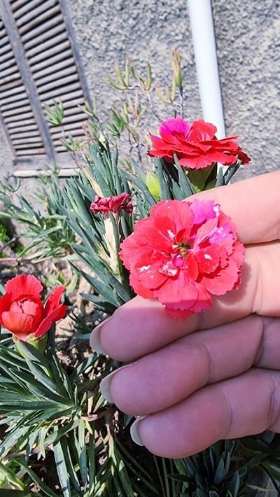 A close-up shot focuses on a person's hand holding a red and pink carnation flower. The flower is detailed with delicate petals and a few white speckles. Behind the flower, a cluster of green, spiky leaves from the carnation plant is visible. In the background, a rough, grey textured wall is present, with part of a wooden shutter and a white pipe. The overall scene suggests an outdoor setting, possibly a garden in the city of La Canya, Spain.