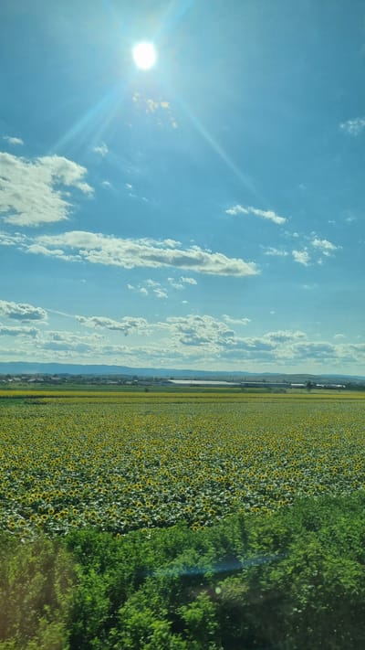 The image depicts a vast field of sunflowers under a bright, sunny sky. The sun is prominently visible in the upper left quadrant of the sky, emitting rays and creating lens flare. Scattered white clouds drift across the vibrant blue sky. In the distance, a hazy line of mountains or hills forms the horizon, with some structures and buildings visible along the landscape, suggesting a rural or semi-urban environment. The foreground is dominated by the expansive sunflower field, with the yellow blooms and green foliage creating a textured pattern that stretches towards the horizon. A strip of lush green bushes or trees runs along the bottom edge of the image, adding another layer of greenery. The scene is likely captured from a slight elevation or a moving vehicle, given the perspective and the slight blur in the foreground foliage. The overall impression is one of a bright, clear day in a cultivated rural landscape. The location is identified as Gara, Romania.