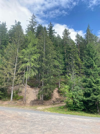A dense forest composed of tall coniferous trees covers a hillside under a partly cloudy blue sky. In the foreground, a gravel road curves into the scene from the bottom left. The hillside transitions from a dirt path to a steep, rocky incline covered with moss and undergrowth. Scattered debris, including branches and logs, is visible on the hillside. The overall impression is a natural, undisturbed landscape.