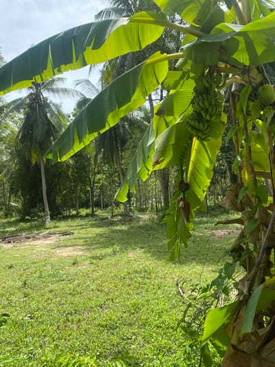 The image depicts a lush, tropical environment in Baan Don Sai, Thailand. Predominantly featuring banana trees with green bananas hanging from them. The trees have broad, green leaves that appear to be backlit by the sun. In the background, a line of coconut trees is visible. The ground is covered in green grass. A path or open area is present on the right side of the image. The sky is slightly overcast.