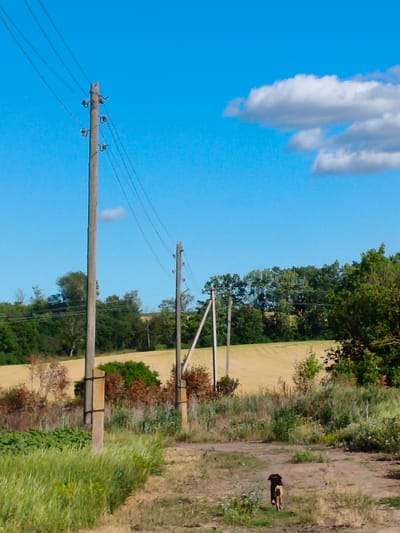 A medium shot captures a rural scene in Psylske, Ukraine, under a bright blue sky with scattered white clouds. In the foreground, a dirt path winds through tall green grass and dry vegetation. A small, brown and black dog is trotting away from the camera on the path.

The middle ground is dominated by power lines supported by wooden poles, some with concrete bases. These poles are spaced out, extending diagonally across the frame from left to right. Behind the poles, a field of light yellow crops stretches into the distance, bordered by a dense line of green trees. Some of the trees appear deciduous, with a mix of green and reddish-brown foliage, suggesting a transition in seasons or a variety of species.

The background consists of the aforementioned tree line and the expansive blue sky. The overall impression is one of a sunny, rural day in the Ukrainian countryside.