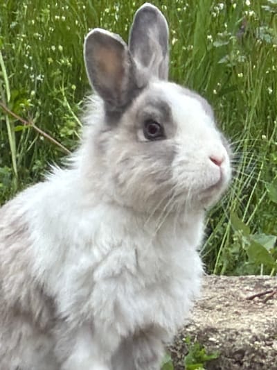 A medium shot depicts a light gray and white rabbit in an outdoor setting. The rabbit is positioned near the base of a tree. The foreground contains green vegetation, appearing as a field or lawn. The photograph appears to be taken during the day. Location information is unavailable.