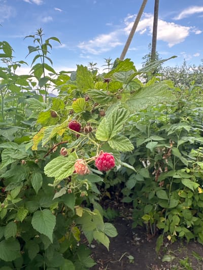 This media file features a close-up shot of a raspberry bush in an outdoor setting, likely in Fyodorovka, Russia. The focus is on the ripe red raspberries and lush green leaves of the plant. Several raspberries are visible, some fully red and ripe, while others appear to be in various stages of development, including one that is pale pink and beginning to ripen. The leaves are a vibrant green, with some showing signs of natural wear and tear, such as small holes or slight yellowing.

The background is a mixture of more greenery from the raspberry plants and the ground, which appears to be dark soil. In the upper left portion of the image, a bright blue sky with scattered white clouds is visible, suggesting it is daytime with fair weather. Two wooden poles are also present in the upper left, likely part of a support structure for the plants or a fence.

The image is taken from a low angle, looking up towards the foliage and the sky. The lighting suggests it is a sunny day, possibly late morning or afternoon, casting natural light on the scene. No people or animals are visible. The overall impression is one of a bountiful harvest in a garden or field. There is no visible text in the image.