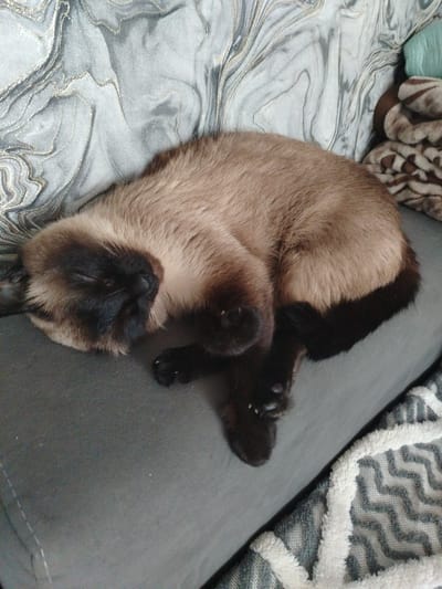 A Siamese cat is curled up asleep on a gray couch. The cat has light brown fur with darker brown points on its ears, face, and paws. The couch has a textured gray fabric and is adorned with patterned throw pillows. A blanket with a geometric pattern is draped over the armrest of the couch. The scene appears to be indoors. The location of this image is unknown.