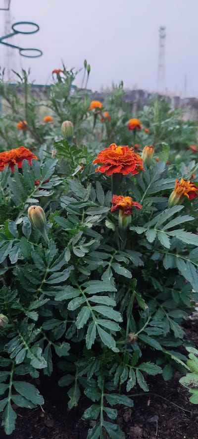 A close-up, vertical shot shows a cluster of orange marigolds in bloom, interspersed with unopened buds and deep green, serrated foliage. The flowers are vibrant orange with ruffled petals, some in full bloom and others beginning to wilt. The background is softly blurred, revealing hints of a distant, hazy sky and what appear to be industrial structures or a power line tower. In the immediate foreground, dark soil is visible. The scene suggests an outdoor setting, possibly a garden or park area within or on the outskirts of Borogontsy, Russia. There are no people or animals present in the image.