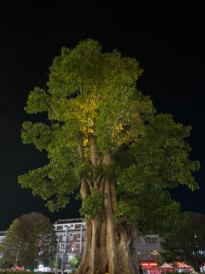 In Eshan Yi Autonomous County, China, at night, a large, illuminated tree with a massive, gnarled trunk dominates the foreground. Its lush green foliage is lit from below with a warm yellow light, creating a striking contrast against the dark night sky. In the mid-ground, a traditional multi-story building with white walls and dark tiled roofs stands behind the tree, its windows glowing with interior light. Smaller trees are visible to the left and right of the main tree. The lower portion of the image shows a street scene with illuminated tents, suggesting a market or an outdoor gathering, and a few figures can be seen walking. The overall atmosphere is one of a vibrant nighttime setting in a Chinese town.