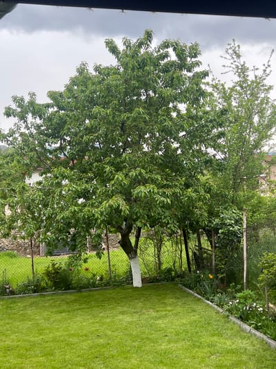 The image shows a view of a yard in Kornitsa, Bulgaria. The foreground is dominated by a large, leafy tree. Behind the tree is a chain-link fence, separating the yard from neighboring property. The yard features a well-maintained lawn and various plants. The base of the tree trunk has been painted white. Overcast skies are visible in the upper portion of the image.