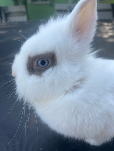 This is a close-up, low-angle, outdoor photograph of a baby rabbit. The rabbit is predominantly white with some greyish-brown markings around its eye. It has striking blue eyes, pink inner ears, and long white whiskers. The rabbit is positioned in the center of the frame, facing towards the left. The background is blurred, with hints of green foliage and a dark, textured surface that suggests the rabbit might be on a table or other outdoor furniture. The lighting appears natural, possibly from daylight. The image focuses tightly on the rabbit's face and one ear, emphasizing its delicate features. There are no people or visible text in the image. The overall mood is peaceful and intimate, highlighting the soft textures of the rabbit's fur.