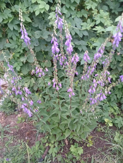 This is a vertical, medium shot of a cluster of tall, purple bell-shaped flowers in full bloom. The flowers are arranged in long, drooping racemes along slender, dark-stemmed stalks, creating a cascade of delicate blossoms. The petals are a vibrant shade of purple, with some appearing lighter and almost white at the tips, and others a deeper hue. The flowers are the primary subject, set against a backdrop of lush, green foliage, likely a wall of ivy or hops. The leaves are broad and lobed, creating a dense and textured background that contrasts with the delicate flowers.
The ground in the foreground is a mix of dark soil, small stones, and sparse, dry grass, suggesting a natural, uncultivated setting. A few smaller green plants are scattered amongst the soil. The overall impression is one of a vibrant summer garden or a wild, overgrown area. The lighting appears to be natural daylight, possibly late afternoon or early morning, judging by the soft, diffused light and lack of harsh shadows. The image evokes a sense of natural beauty and the peak of the blooming season. No people, objects, or text are visible in the frame. The location context is Rakhinka, Russia.
